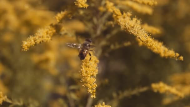 Медовая пчела взлетает — стоковое видео