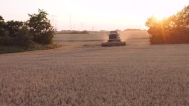 Birleşmiş Hasat İHA 'sı Gün batımında Buğday Topluyor