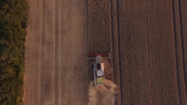 Dron sklizně pšenice v poli — Stock video