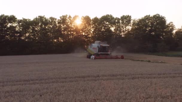 Drone της συγκομιδής καλλιεργειών στο χωράφι σιταριού στο ηλιοβασίλεμα — Αρχείο Βίντεο