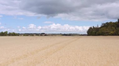 Buğday tarlasında İHA Uçuşu