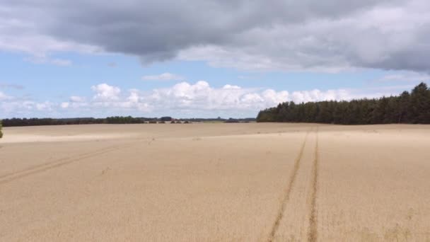 Drone volando sobre el campo de trigo — Vídeo de stock