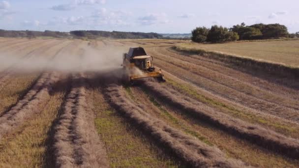 П "яниця над врожаєм на полі — стокове відео