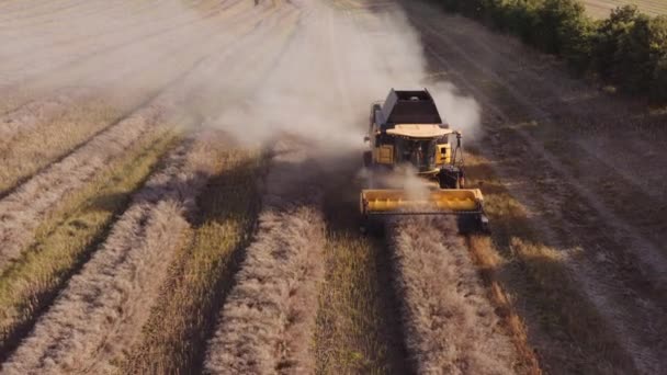 Drönare av kombinerad skörd av damm grödor — Stockvideo