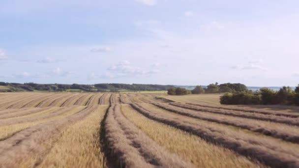 Vol de drone au-dessus des cultures sur le terrain — Video