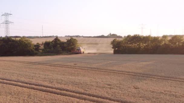 Drone di mietitrebbia Raccolta in campo illuminato dal sole — Video Stock