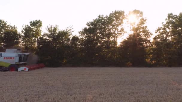 Kombinovat sklizňové polní plodiny při západu slunce — Stock video