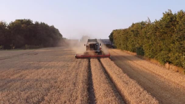 Dron łączących zbiorów roślin polowych — Wideo stockowe