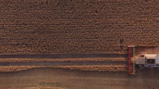 Drone of Combine Harvesting Crops In Field — Stock video