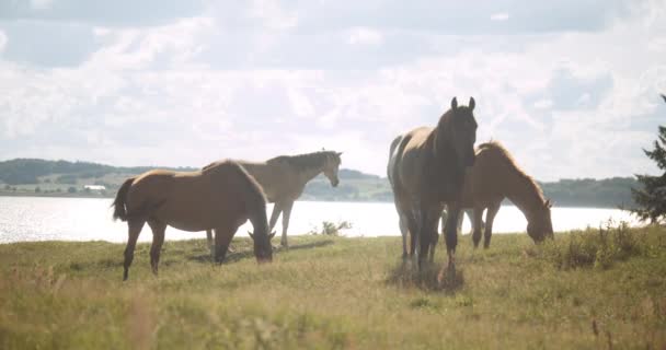 Caballos salvajes al sol pastando en el prado — Vídeos de Stock