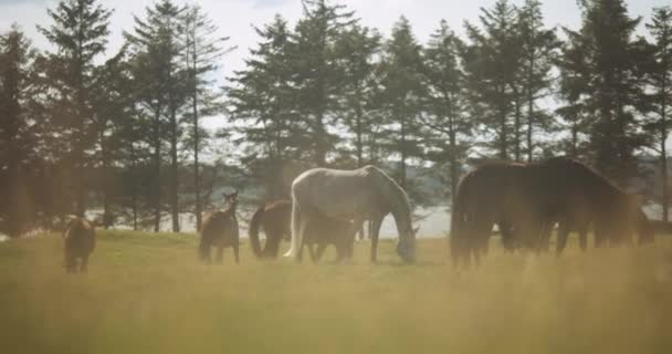 Wilde paarden grazen onder de zomerzon — Stockvideo