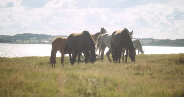 Wildpaarden in zonneschijn grazen in weide — Stockvideo