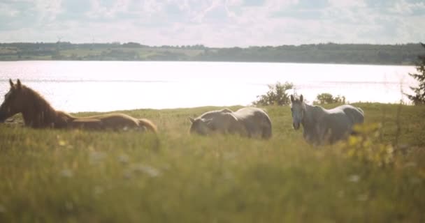 Witte Wildpaarden wandelen door weide — Stockvideo