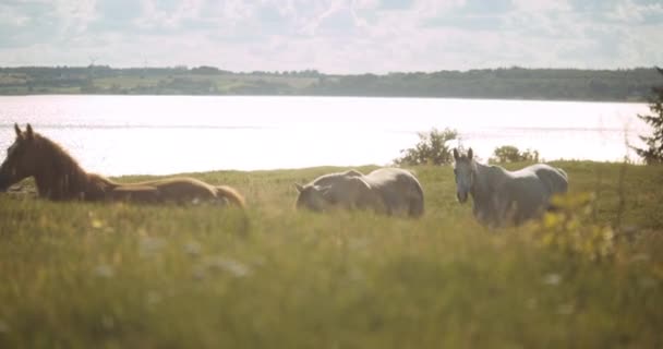 Białe dzikie konie spacerujące po łące — Wideo stockowe