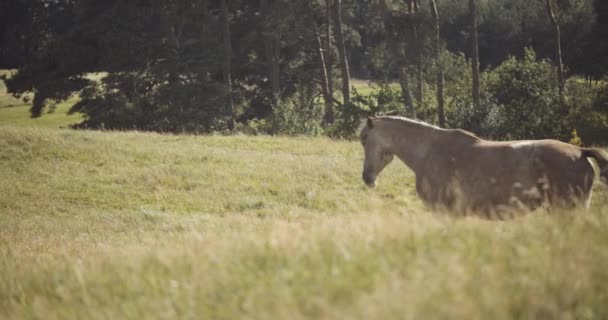 Caballos salvajes caminando por el prado de verano — Vídeos de Stock