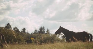 Meadow 'da Yürüyen İki Vahşi At