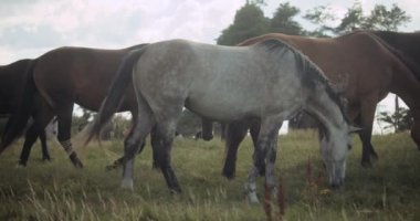 Yabani atlar Çayırda Çayırda Birlikte Oluyor