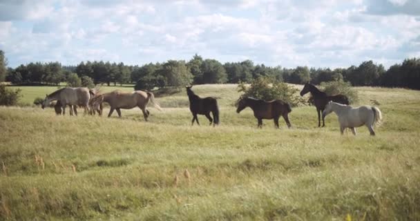 Divocí koně kráčející a pasoucí se na louce — Stock video