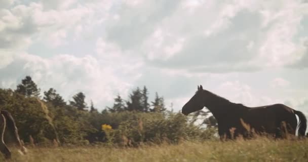 Dois cavalos selvagens caminhando no prado — Vídeo de Stock