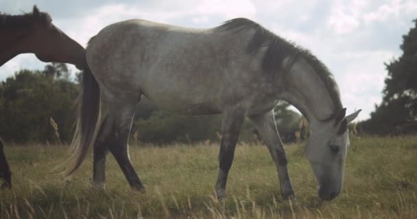 Hermosos caballos salvajes paseando en verano — Vídeos de Stock