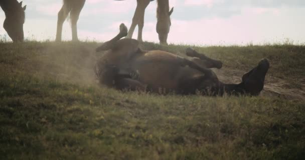 Caballo salvaje bañándose en polvo — Vídeos de Stock