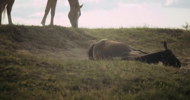 Wildpaard baden in stof — Stockvideo
