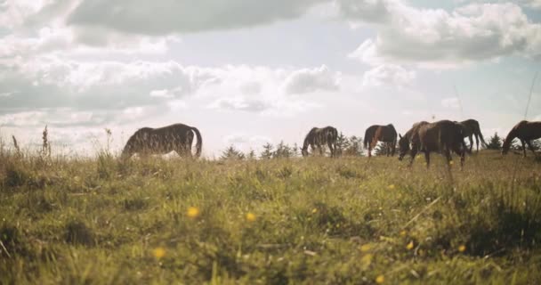 Troupeau de chevaux sauvages broutant dans la prairie — Video