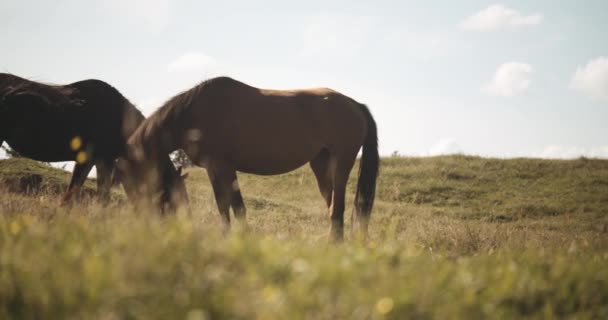 Dos caballos salvajes paseando juntos — Vídeos de Stock