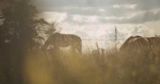 Güneş Işığında Otlayan Üç Vahşi At — Stok video