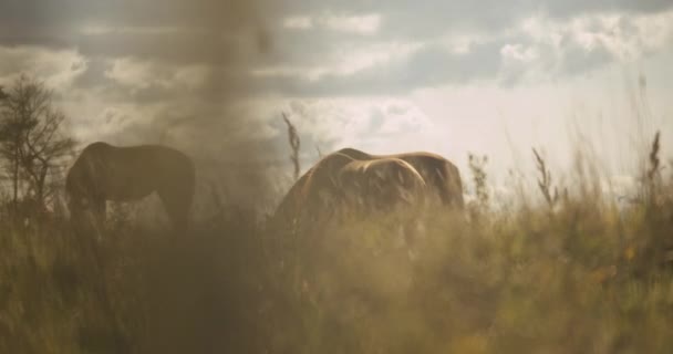 Trzy dzikie konie w słońcu Wypas — Wideo stockowe