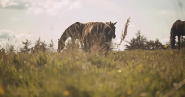 Cavallo selvatico che cammina tra gli altri pascolo nel prato — Video Stock