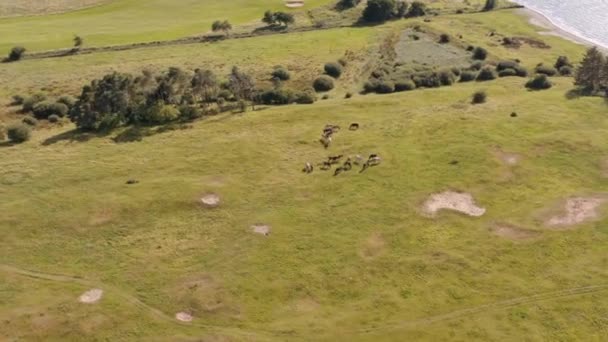 Drone Flight Over Horses Grazing In Meadow — Stock Video
