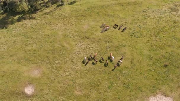 İnsansız Hava Aracı Yaban Atları Üzerinde İniyor — Stok video