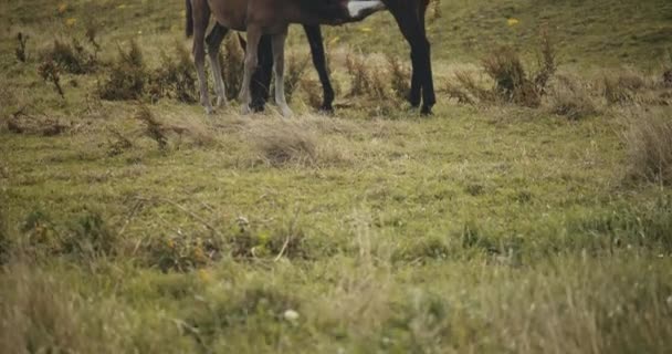 Foal szopogatás a legeltetés Wildhorse — Stock videók