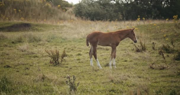 Νεαρό άλογο πουλάρι στέκεται στο λιβάδι — Αρχείο Βίντεο