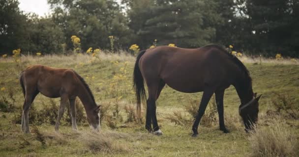 Cavalo selvagem e potro em pastagem no prado — Vídeo de Stock