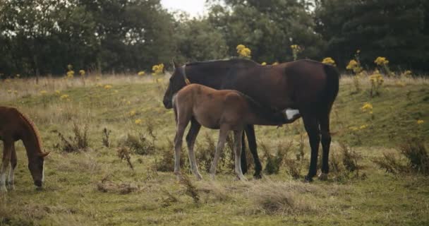 Potro chupando de la manía wildhorse — Vídeos de Stock