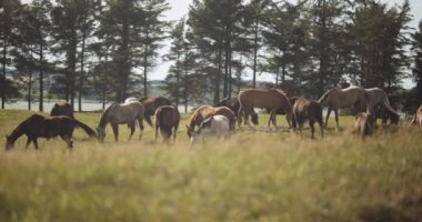 Otlayan yabani atlar çayırda