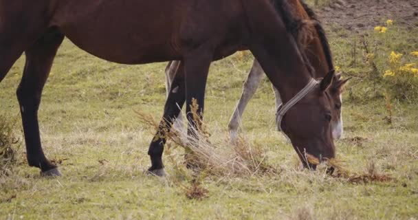 Пасуться дикі коні на лузі — стокове відео