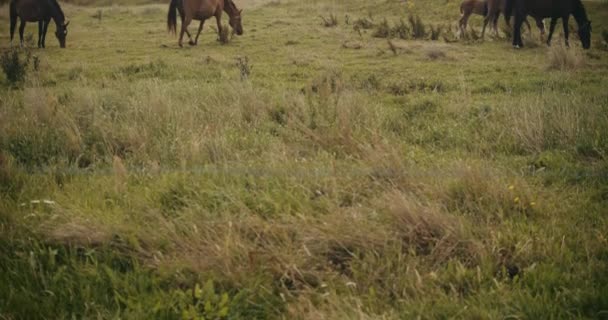 Vildhästar som betar på ängen — Stockvideo