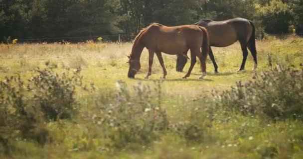 两匹马在阳光明媚的草地上吃草 — 图库视频影像