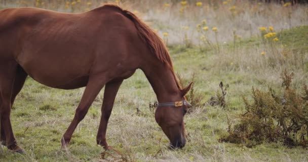 Cuatro caballos salvajes paseando en el prado — Vídeos de Stock