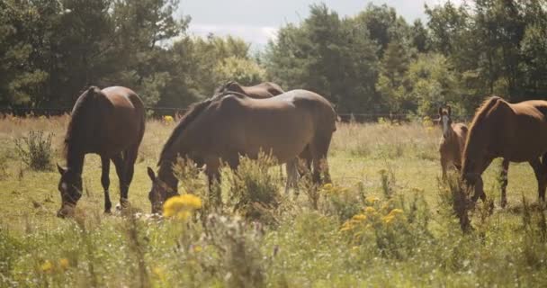 夏天草原上的马在吃草 — 图库视频影像