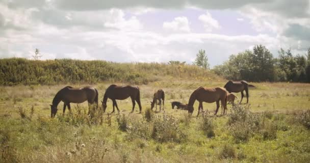 Коні, що пасуться на сонячному лузі — стокове відео