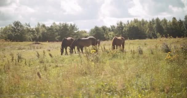 Hästar betar på sommaräng — Stockvideo