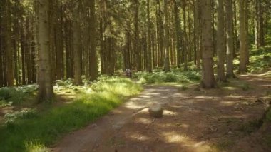 Dağ Motorcuları Güneş Işığı Ormanında Bisiklet Sürüyor