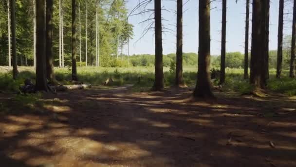 Mountainbiker rast aus Wald in Feld — Stockvideo