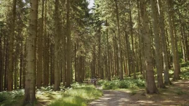 Homens andando de bicicleta na floresta iluminada pelo sol — Vídeo de Stock
