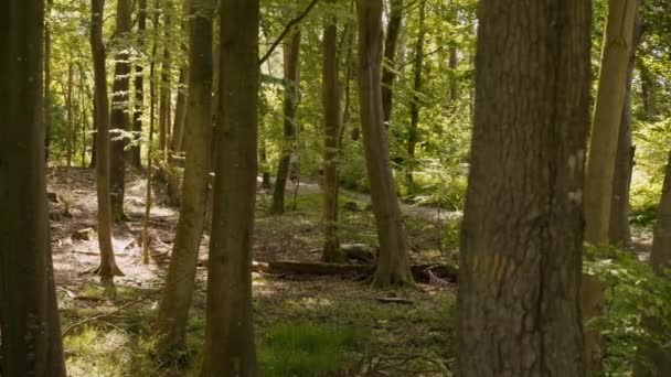 Mountainbiker radeln im Wald über Brücke — Stockvideo