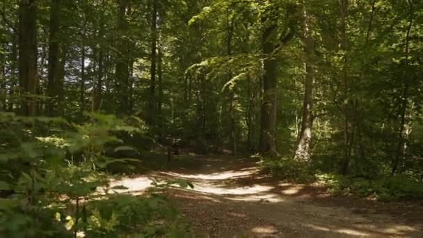 Mountainbiker Fietsen op vuil spoor in het bos — Stockvideo